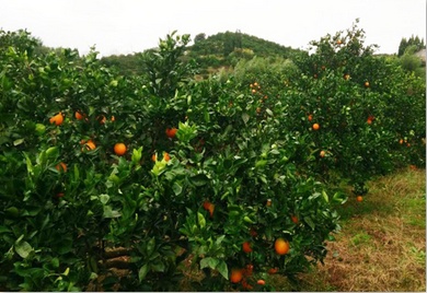 懷化星藍肥業(yè)科技有限公司,摻混肥,硝鈣基高氮肥,硝硫基高氮肥,生物酶活化磷,活化鈣鎂磷 懷化星藍肥業(yè)科技有限公司,摻混肥,硝鈣基高氮肥,硝硫基高氮肥,生物酶活化磷,活化鈣鎂磷